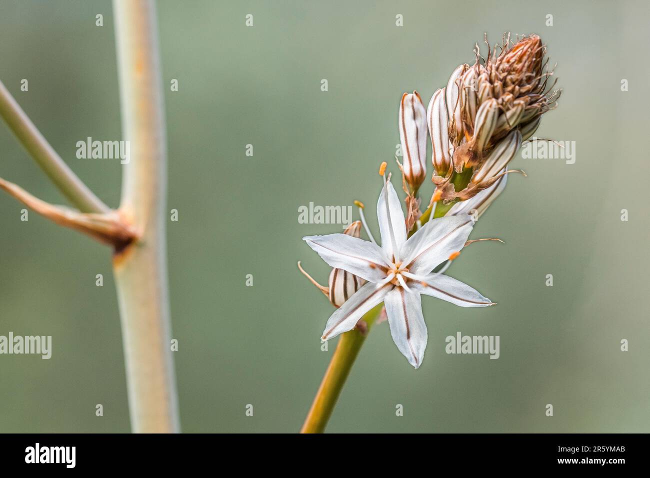 Asphodelus ramosus, l'asphodel ramifié, est une plante herbacée vivace dans l'ordre des asperges. Banque D'Images