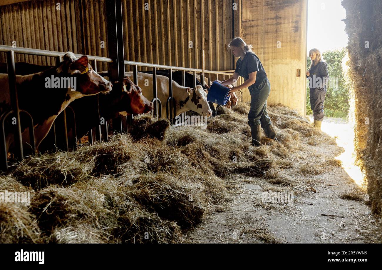 HERPEN - les élèves du cadre VMBO aident pour une journée à la ferme laitière de Zonnenberg. Au cours de la semaine du Class Farmer, les étudiants sont autorisés à aider les agriculteurs du sud du pays à en apprendre davantage sur l'origine de la nourriture. ANP IRIS VAN DEN BROEK pays-bas hors - belgique hors Banque D'Images