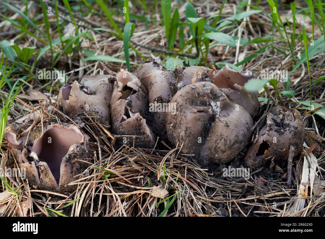 Rare champignon toxique Sarcosphaera coronaria dans les aiguilles. Connu sous le nom de couronne rose. Groupe de champignons pourpres sauvages dans la forêt de pins. Banque D'Images