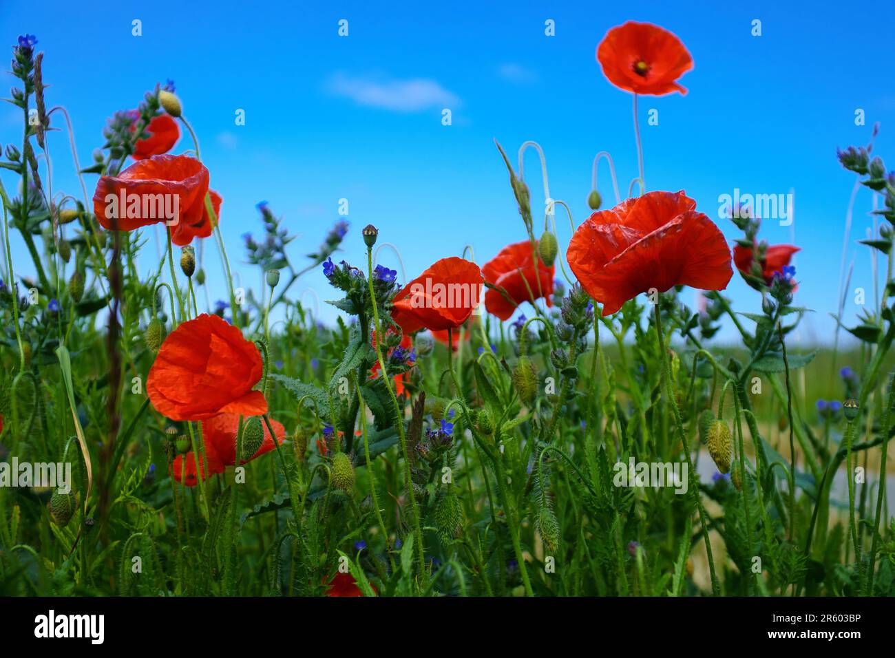 Beaucoup de coquelicots dispersés dans le champ de maïs. Pétales rouges dans un champ vert. L'agriculture sur le bord de la route. Photo de fleur de la nature Banque D'Images