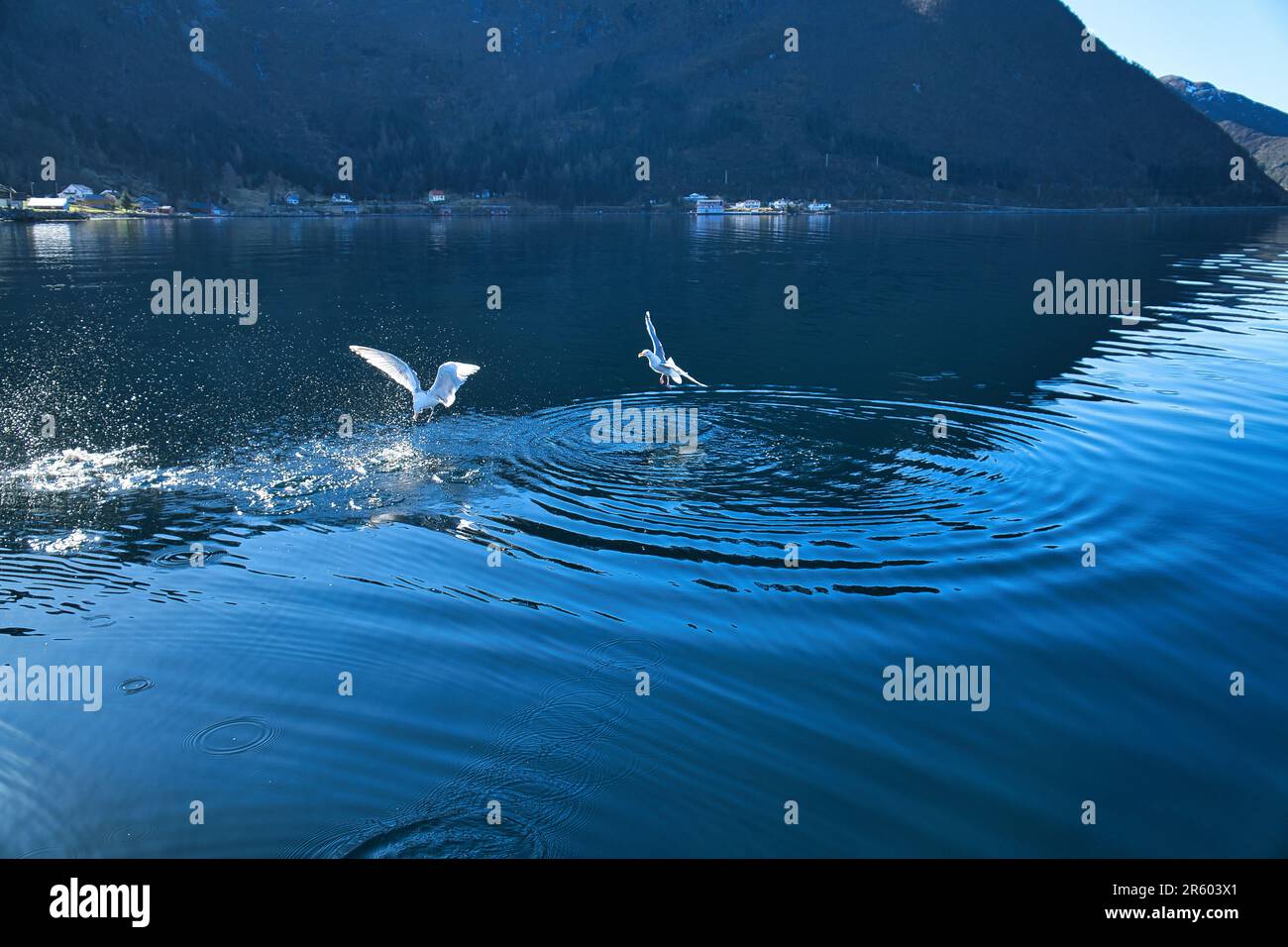Les mouettes déferle dans le fjord de Norvège. Des gouttes d'eau éclaboutent dans le mouvement dynamique de l'oiseau de mer. Photo d'animal de Scandinavie Banque D'Images