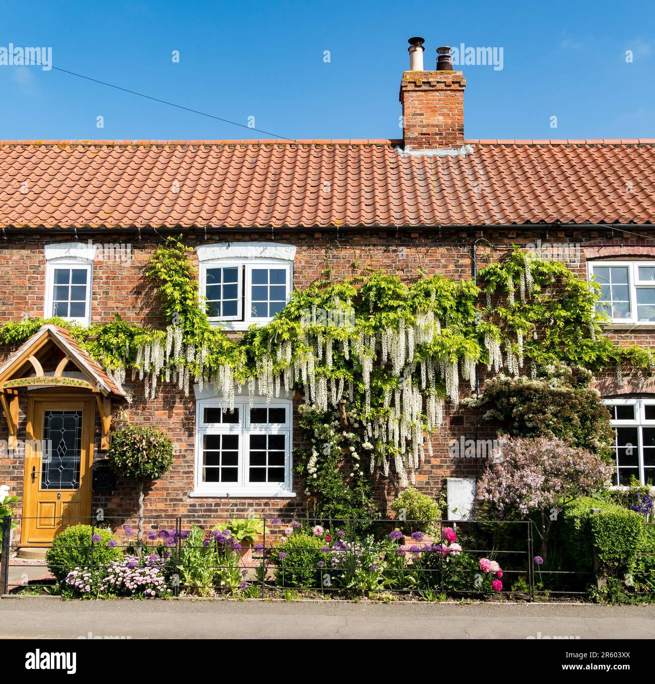 Cottage avec une wisteria blanche en pleine croissance, High Street, Cherry Willingham, Lincolnshire, Angleterre, ROYAUME-UNI Banque D'Images