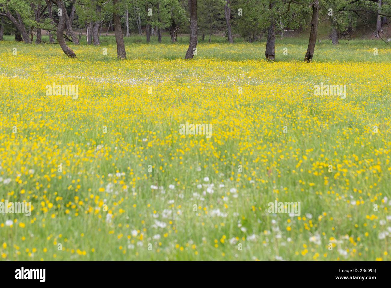 Prairie d'été fleurie avec des fleurs jaunes et des arbres dans les montagnes Carpates Banque D'Images