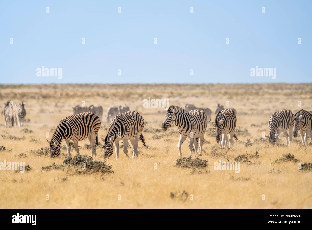 Troupeau de zèbres, 2 zèbres luttant sur la casserole de sel d'Etosha; Equus burchell's. Parc national d'Etosha, Namibie, Afrique Banque D'Images