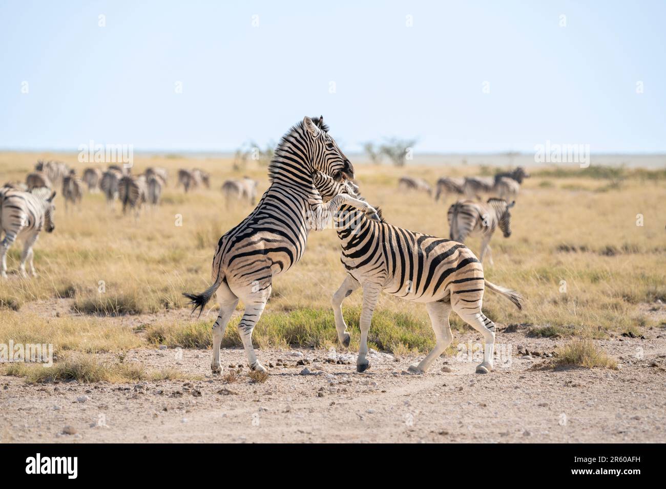Troupeau de zèbres, 2 zèbres luttant sur la casserole de sel d'Etosha; Equus burchell's. Parc national d'Etosha, Namibie, Afrique Banque D'Images