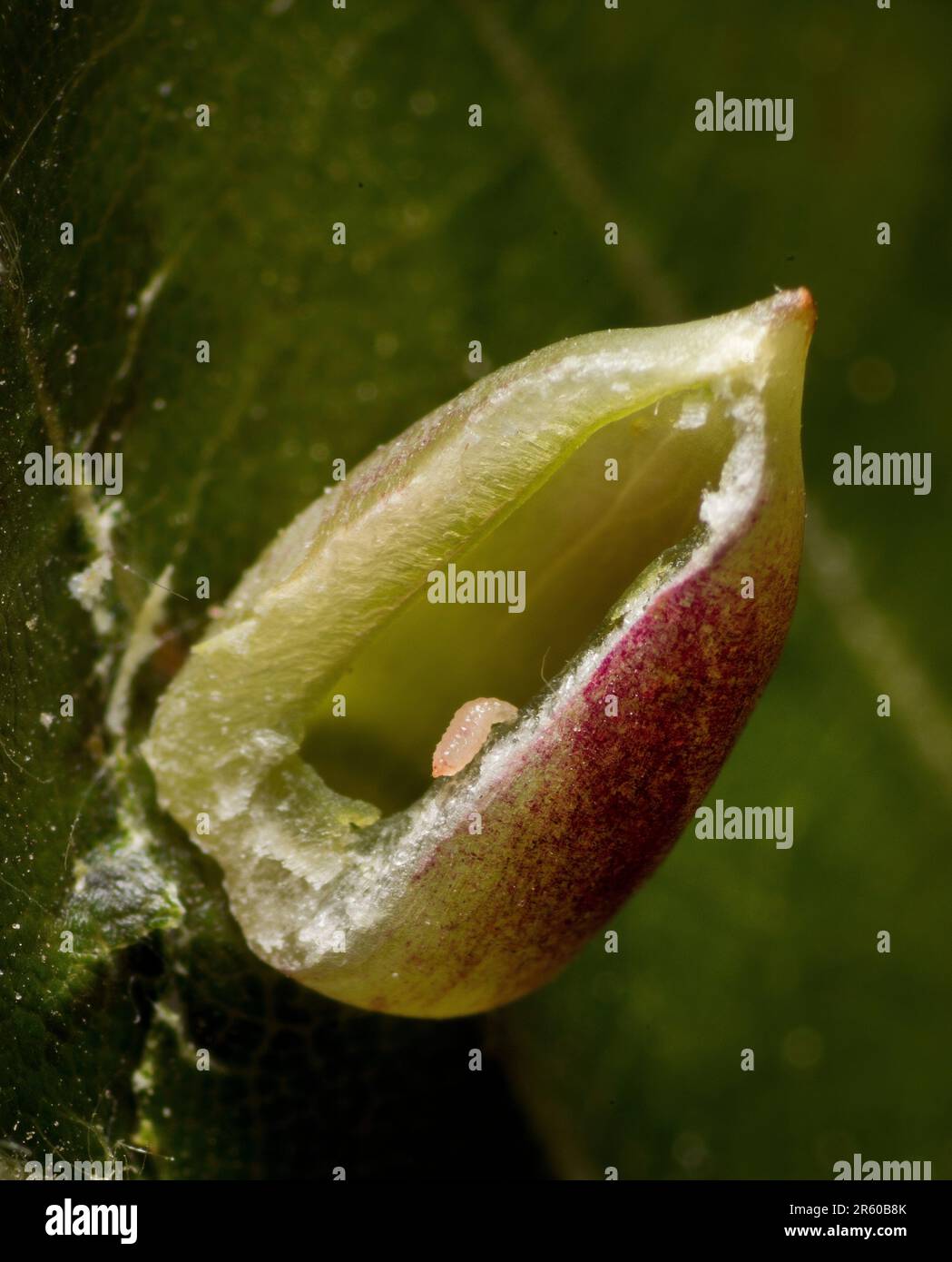 Mikiola fagi, larve du milieu de Beech à l'intérieur d'une Galle ouverte coupée sur Beech Banque D'Images