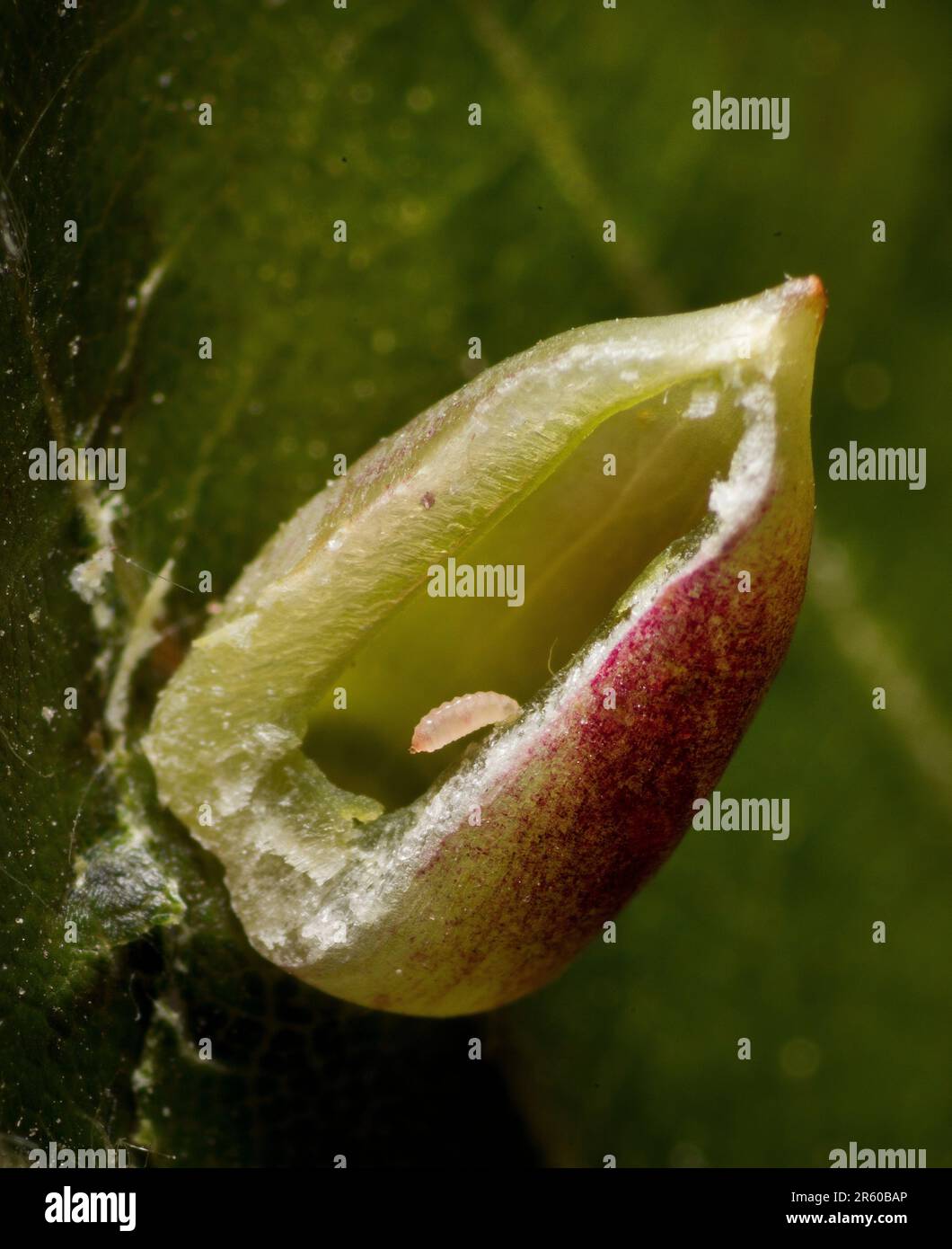 Mikiola fagi, larve du milieu de Beech à l'intérieur d'une Galle ouverte coupée sur Beech Banque D'Images