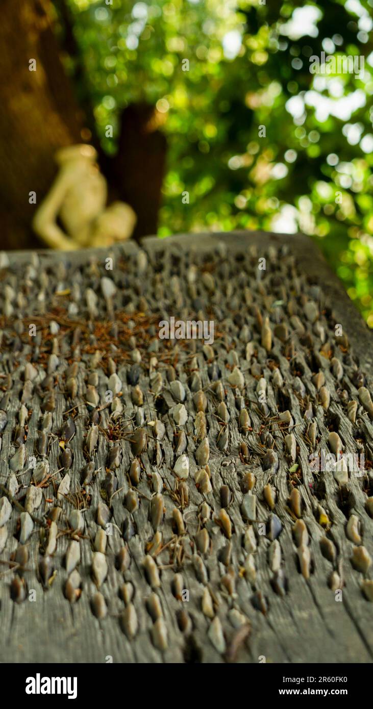 Batteur agricole artisanal d'époque, vue rapprochée, bois et rochers utilisés avec mule ou le bétail Banque D'Images