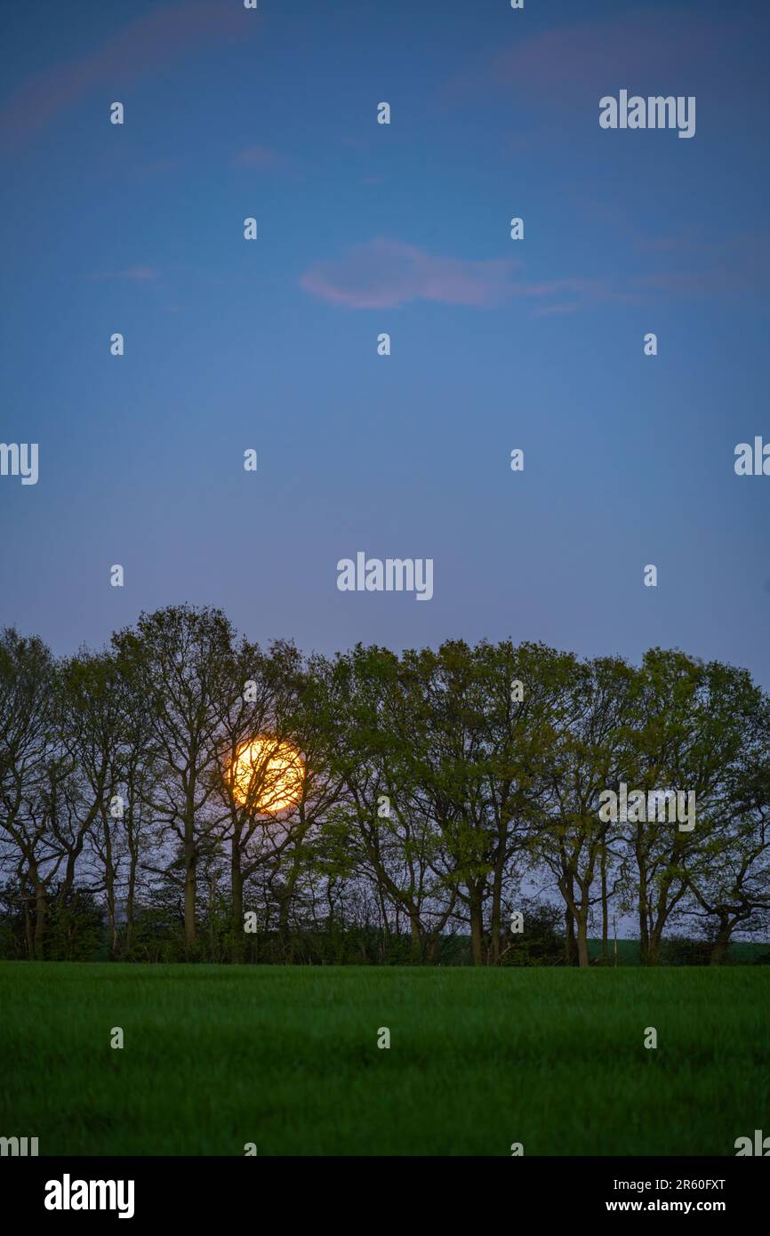 Pleine lune se levant derrière la ligne des arbres près de Margaretting et stock dans l'Essex. Banque D'Images