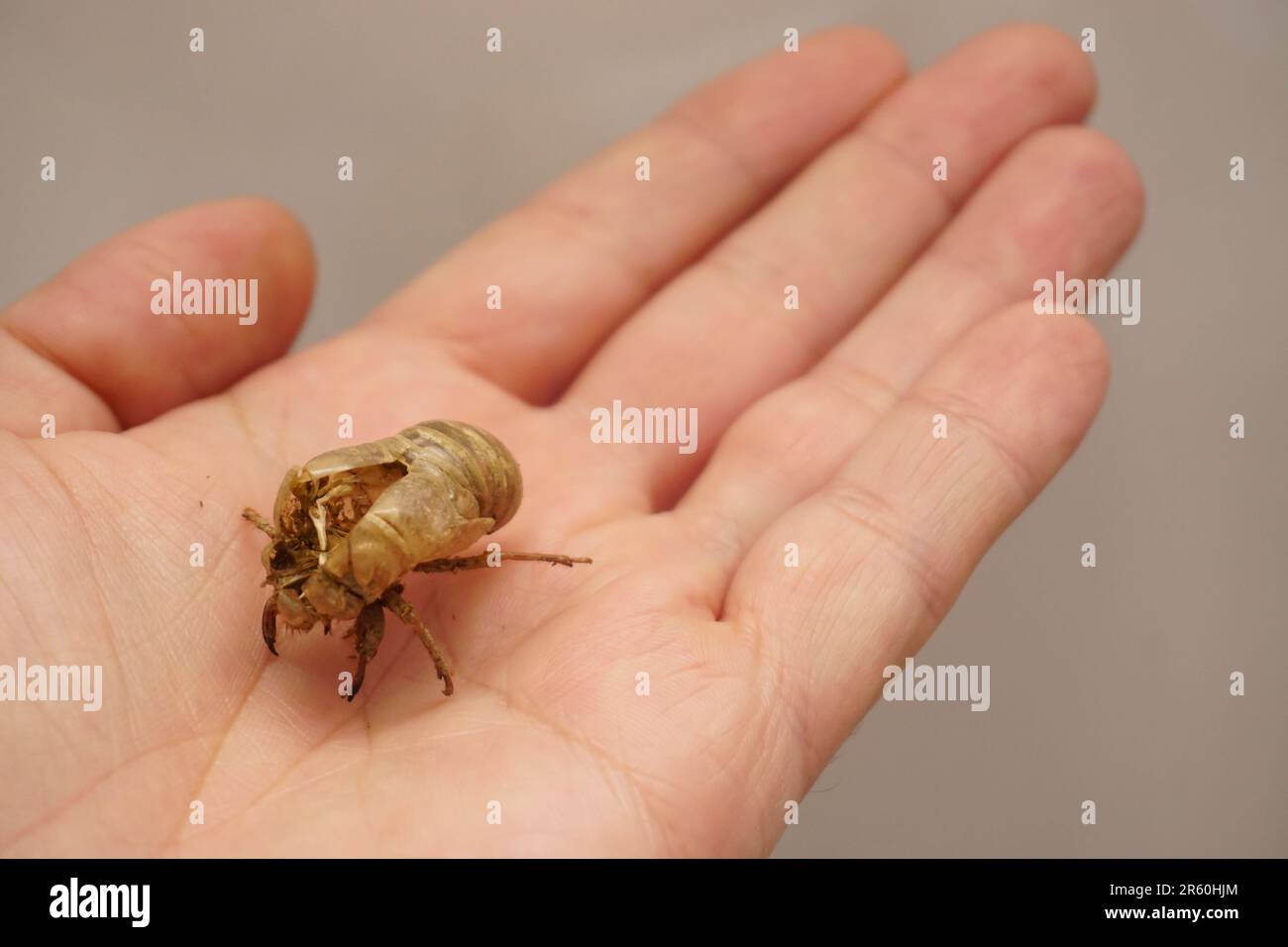 Cocoon of Tree cricket en homme vue rapprochée Banque D'Images
