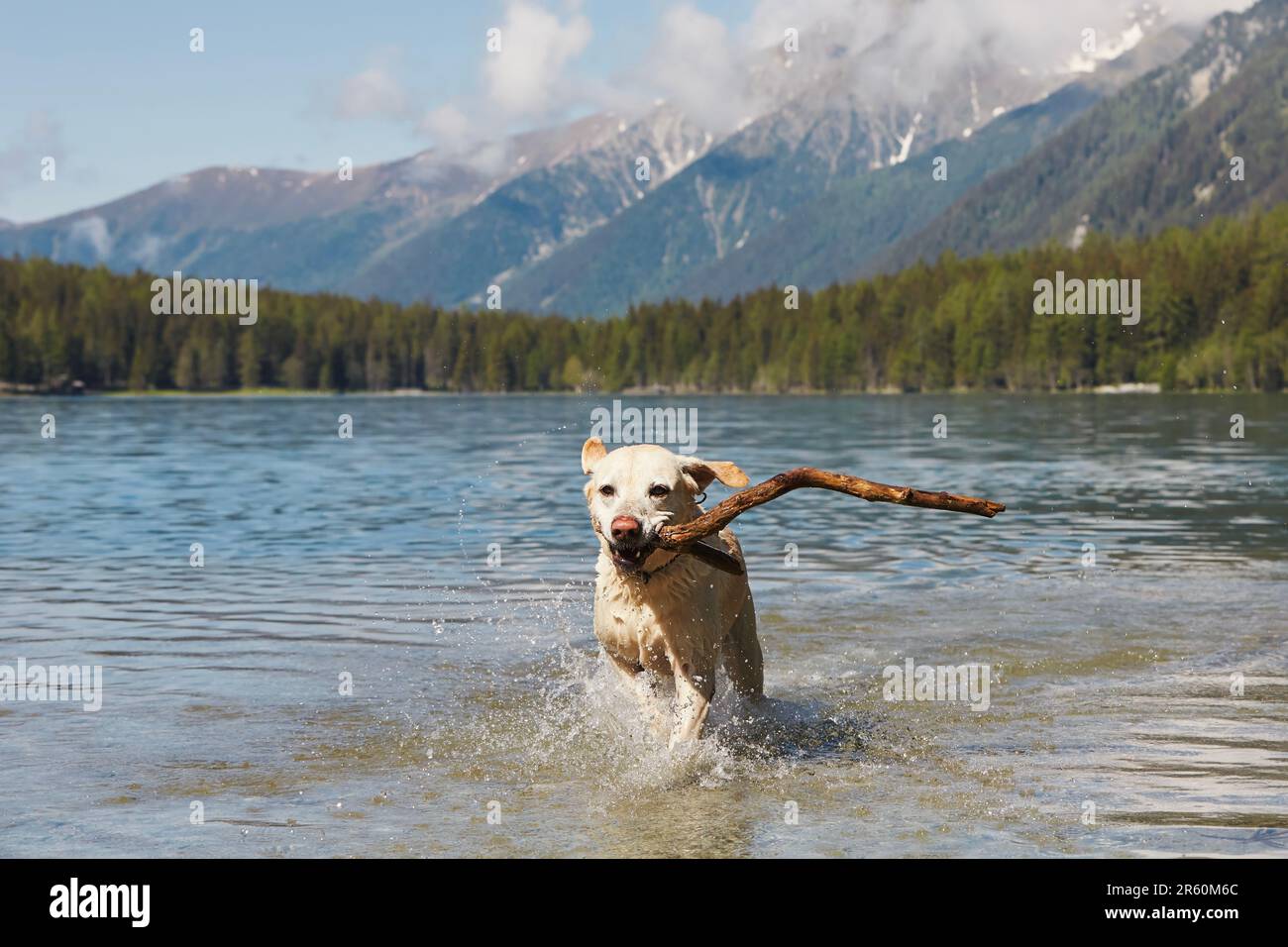 Le chien heureux avec le bâton dans la bouche coule dans l'eau dans le lac. Labrador retriever enjoué dans les montagnes. Banque D'Images