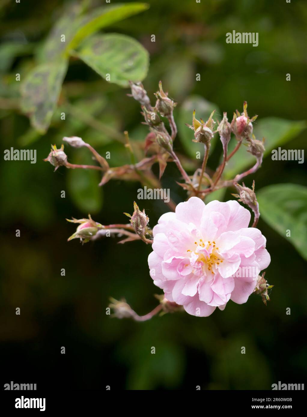 Une fleur de rose parfumée, rose pâle Banque D'Images