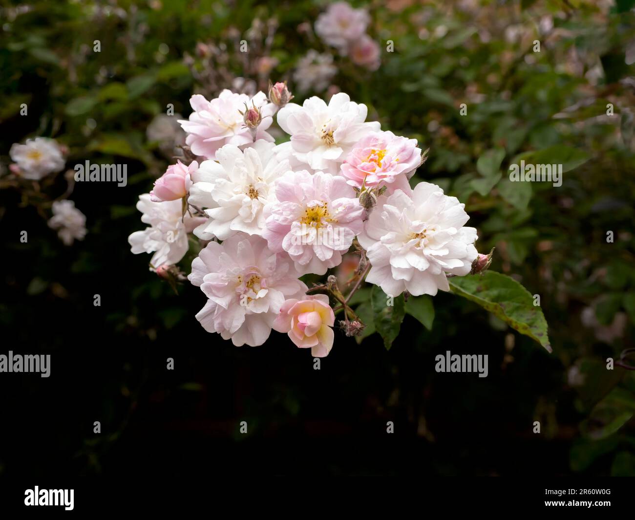 Une masse de magnifiques roses roses, odorantes et pâles Banque D'Images