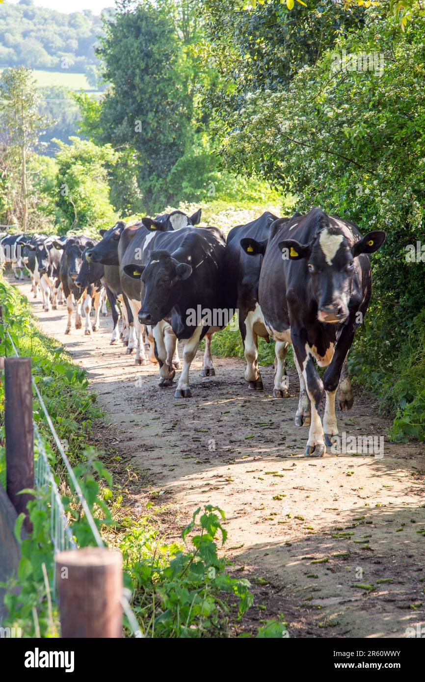Vaches laitières marchant à la maison pour se lasser le long d'une piste de ferme Banque D'Images