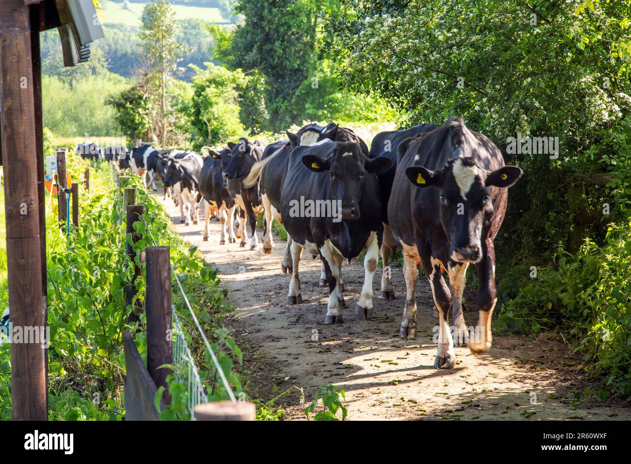 Vaches laitières marchant à la maison pour se lasser le long d'une piste de ferme Banque D'Images