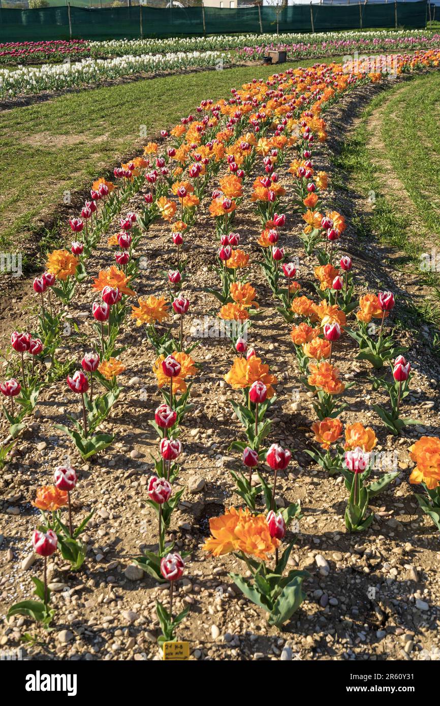 Champ de Tulips, Montecosaro, Marche, Italie, Europe Banque D'Images