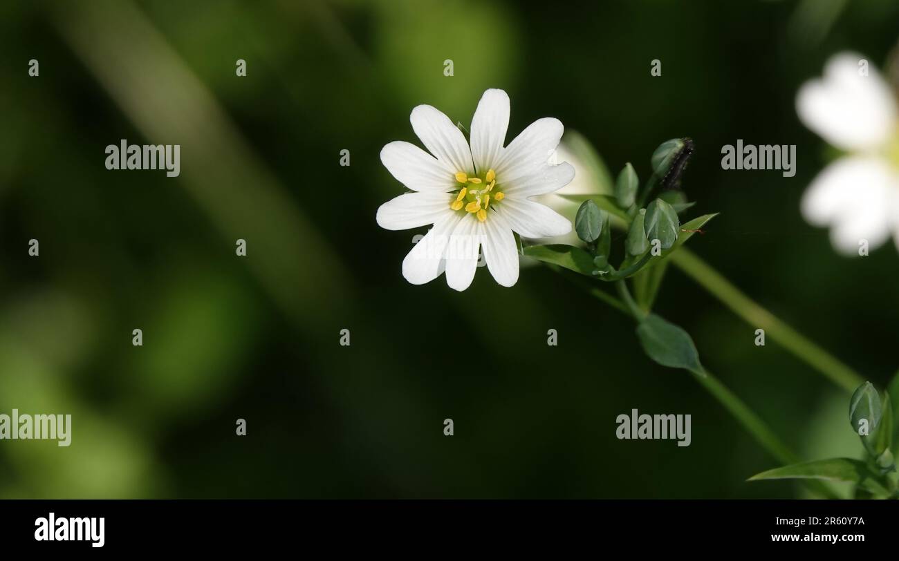 Le lancéolate de Starflower fleurit au début du printemps Banque D'Images