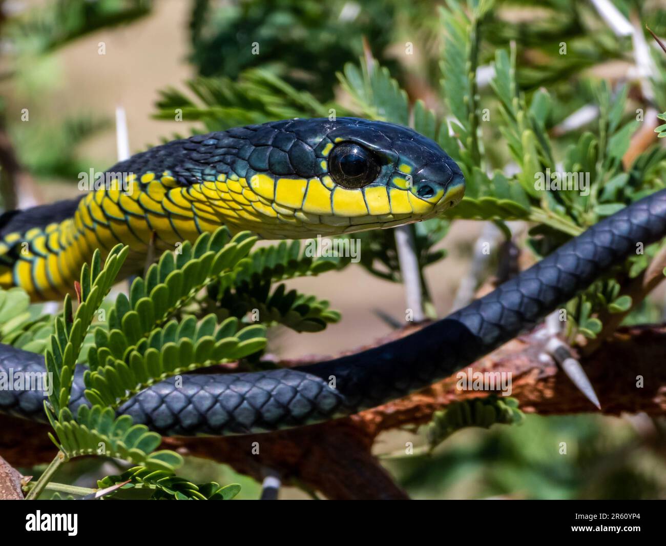 Un gros plan d'un serpent de boomslang (Dispholidus typus) d'Afrique australe Banque D'Images