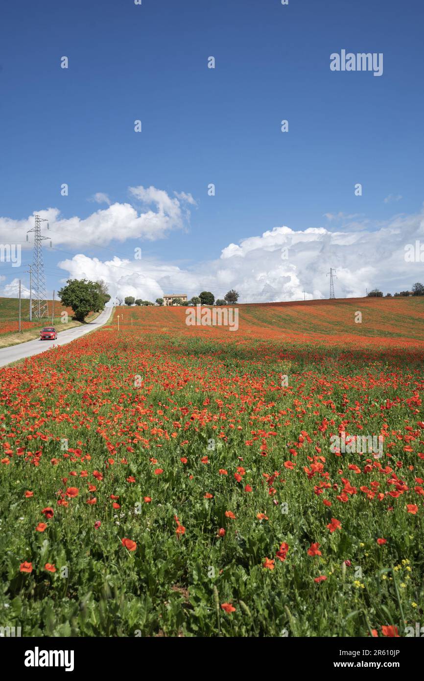 Champ de Poppies, Loreto, Marche, Italie, Europe Banque D'Images