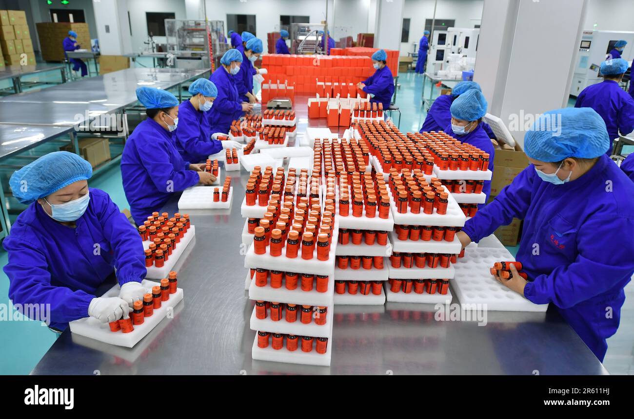 Beijing, région autonome de Ningxia hui en Chine. 31st janvier 2023. Les travailleurs emballez des produits chinois de wolfberry dans une usine du comté d'Helan à Yinchuan, dans la région autonome de Ningxia hui, dans le nord-ouest de la Chine, le 31 janvier 2023. Crédit: Wang Peng/Xinhua/Alay Live News Banque D'Images