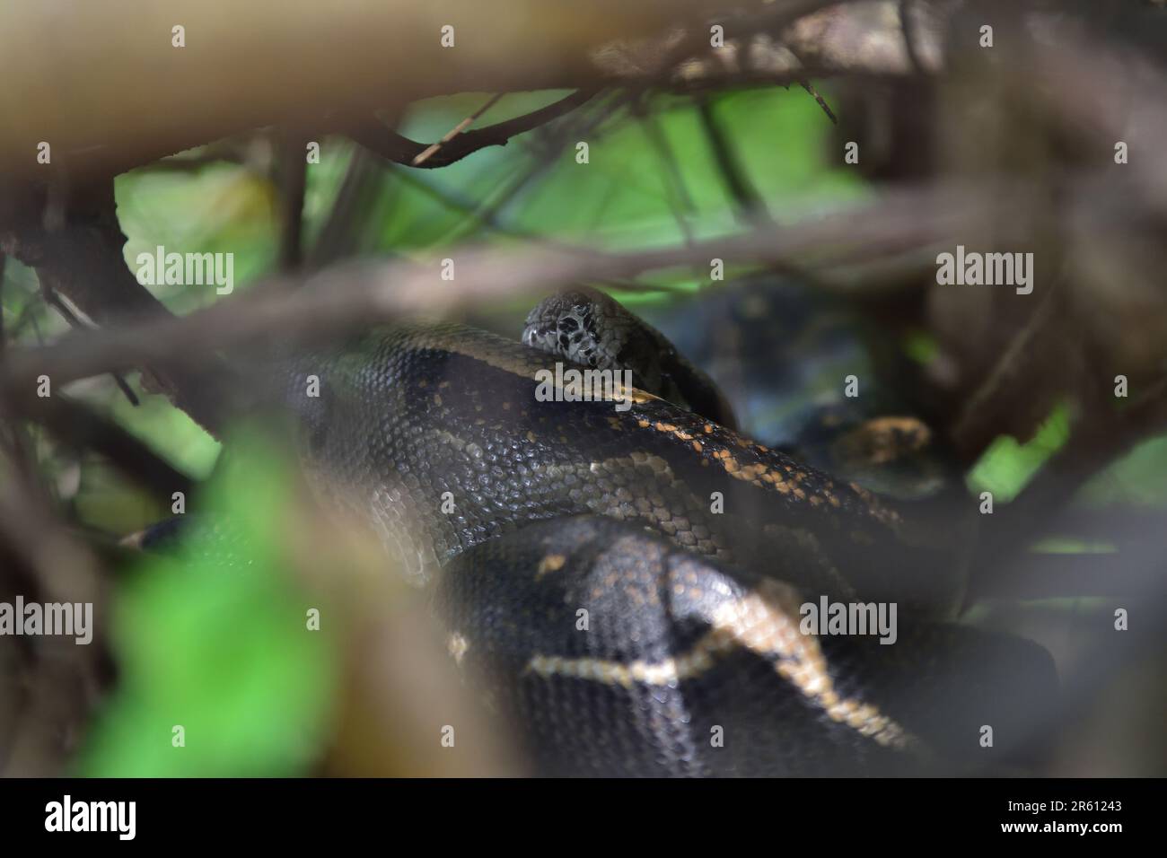 Un boa constricteur dans la zone forestière du parc national du Corcovado, péninsule d'Osa, Costa Rica. Banque D'Images