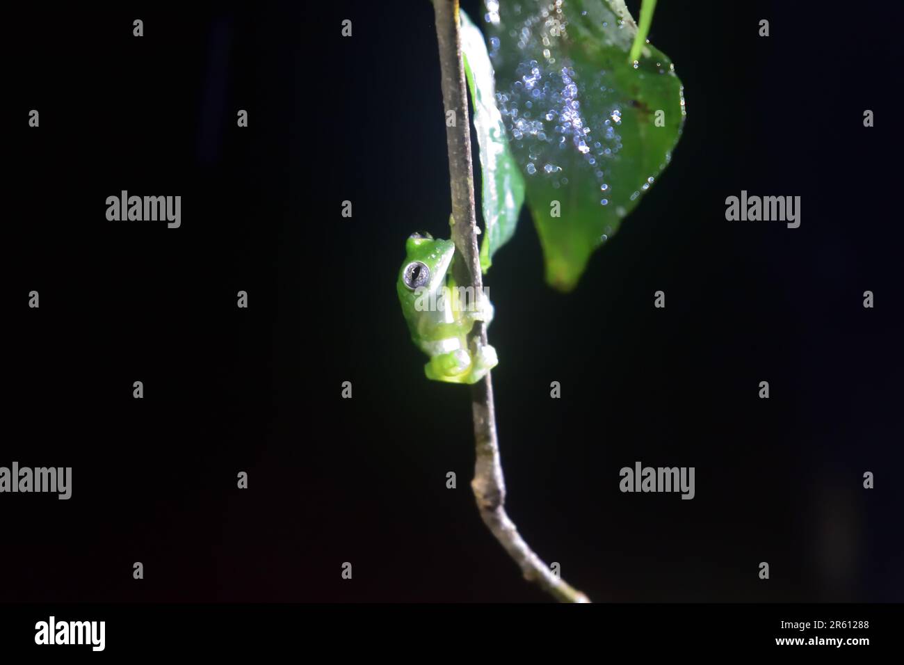 Cascade de la grenouille de verre (Cochranella albomaculata) lors d'une promenade nocturne dans une plantation de bananes à Drake, dans la péninsule d'Osa, au Costa Rica. Banque D'Images