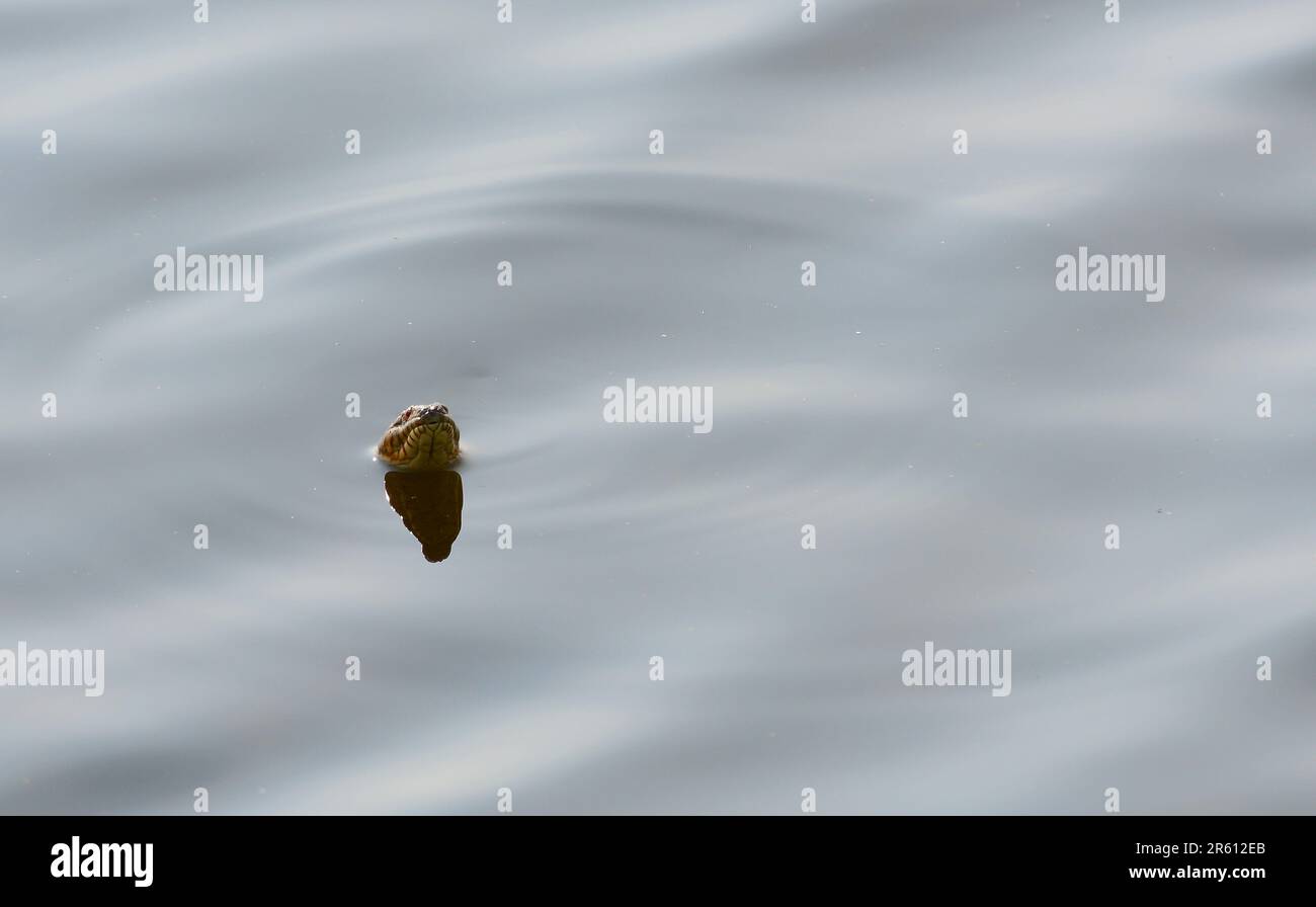 Serpent d'eau à bandes (Nerodia fasciata) dans l'eau Banque D'Images