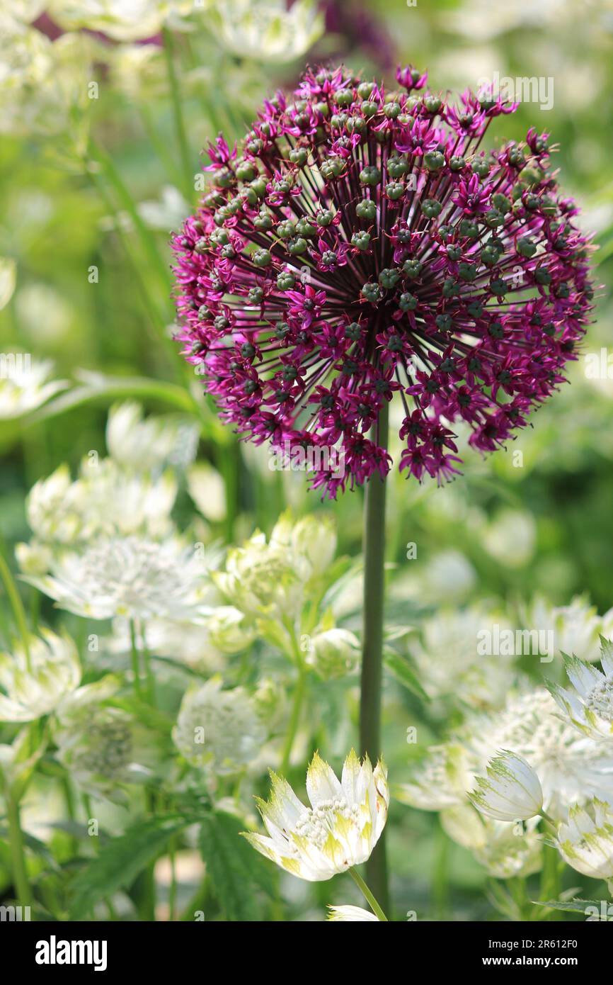 Allium giganteum Banque D'Images