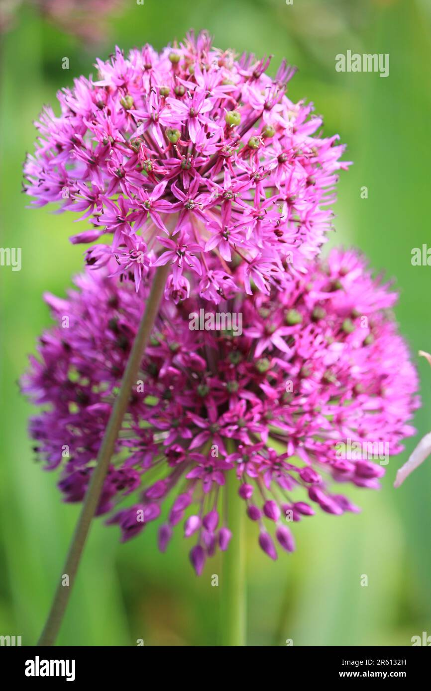 Allium giganteum Banque D'Images
