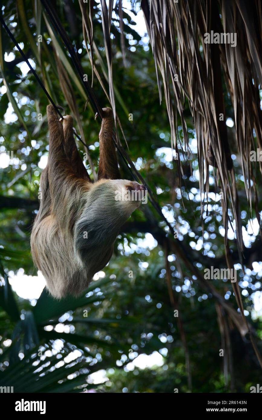 Un soloth à deux doigts (choloepus hoffmanni) perché sur des branches près de la forêt du parc national de Cahuita, surplombant la mer des Caraïbes, au Costa Rica. Banque D'Images