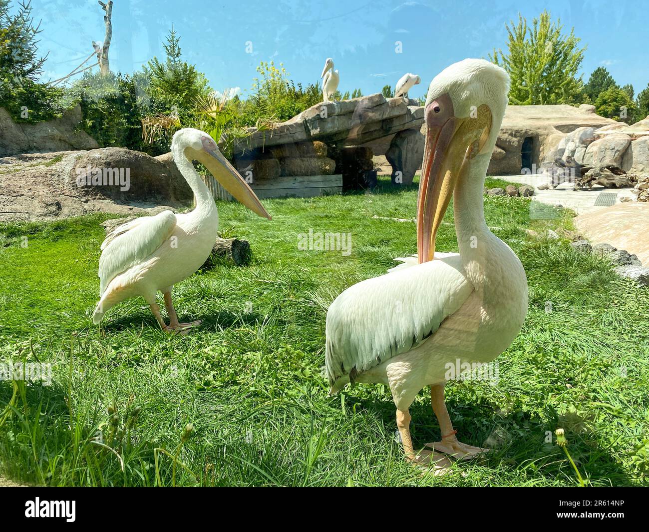 Pelican Bird au zoo vue rapprochée Banque D'Images