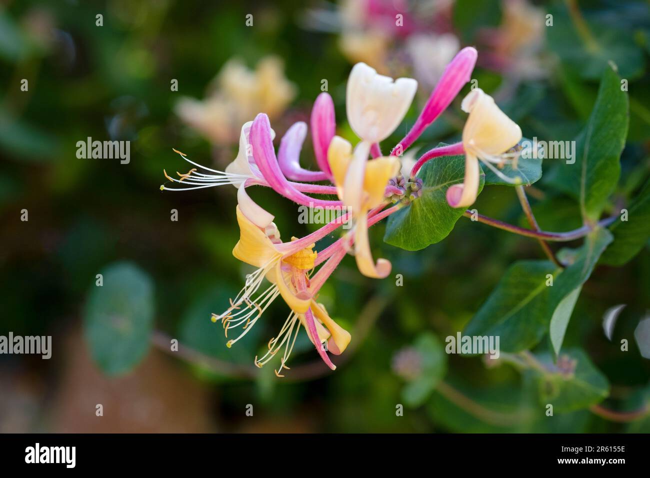 Un gros plan macro d'une seule fleur sur un Honeysuckle commun, Lonicera périclymenum, une plante populaire d'escalade de jardin en pleine floraison. Banque D'Images