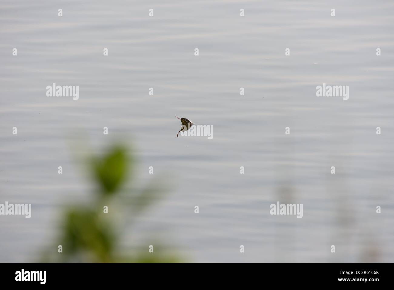 Serpent d'eau à bandes (Nerodia fasciata) dans l'eau Banque D'Images