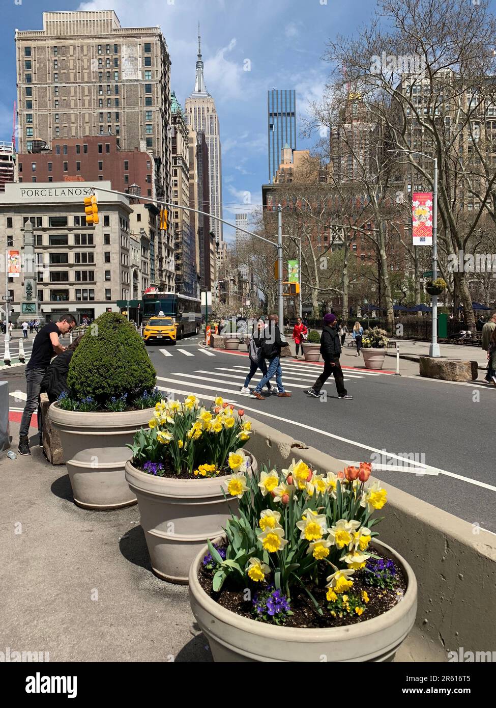 Les gens traversent la Cinquième Avenue près des jonquilles en pot alors qu'ils se rendent au Madison Square Park à New York Banque D'Images