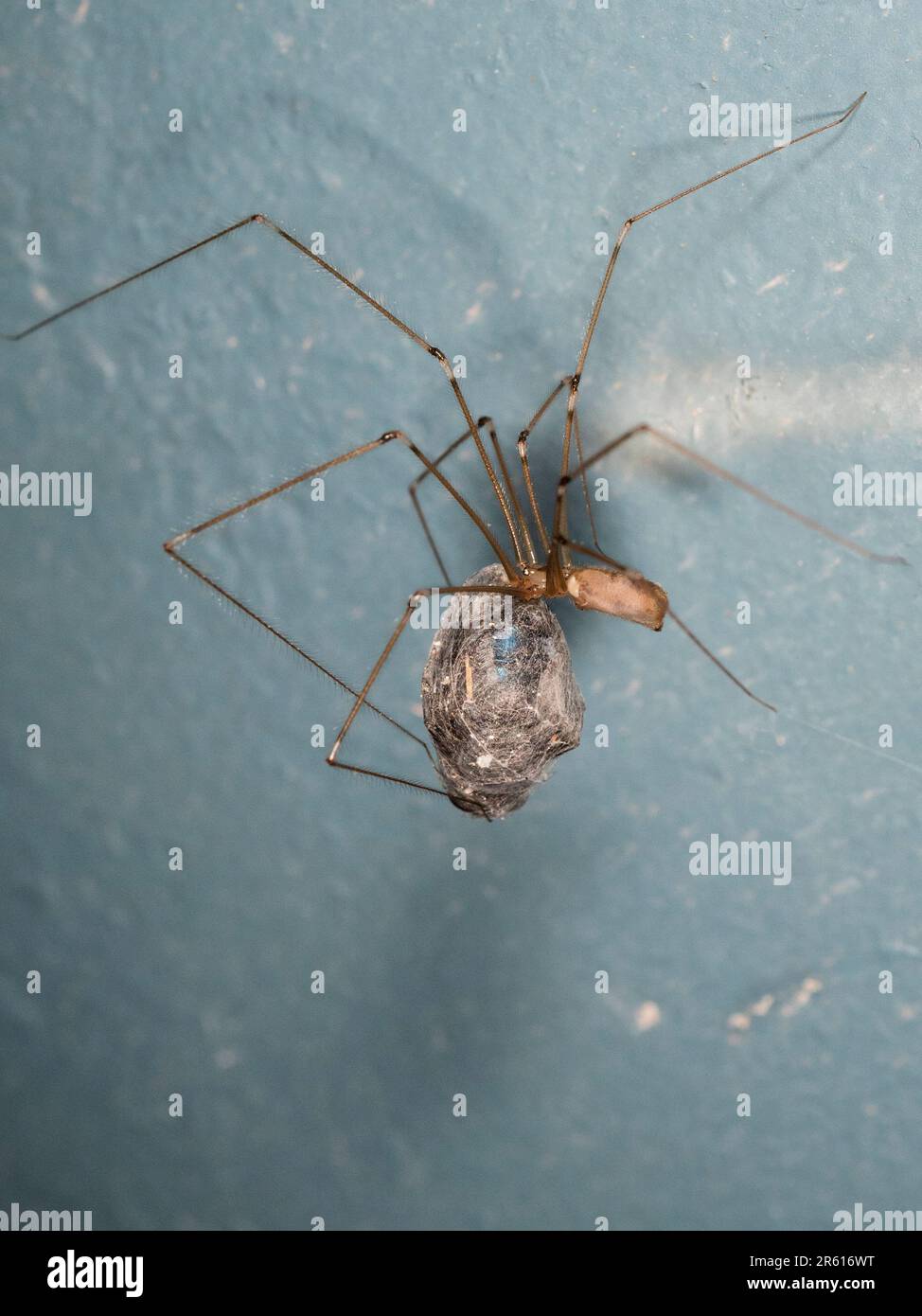 Cave brune ou araignée longue Daddy, Pholcus phalangoides, avec une proie liée à la soie dans une maison britannique Banque D'Images