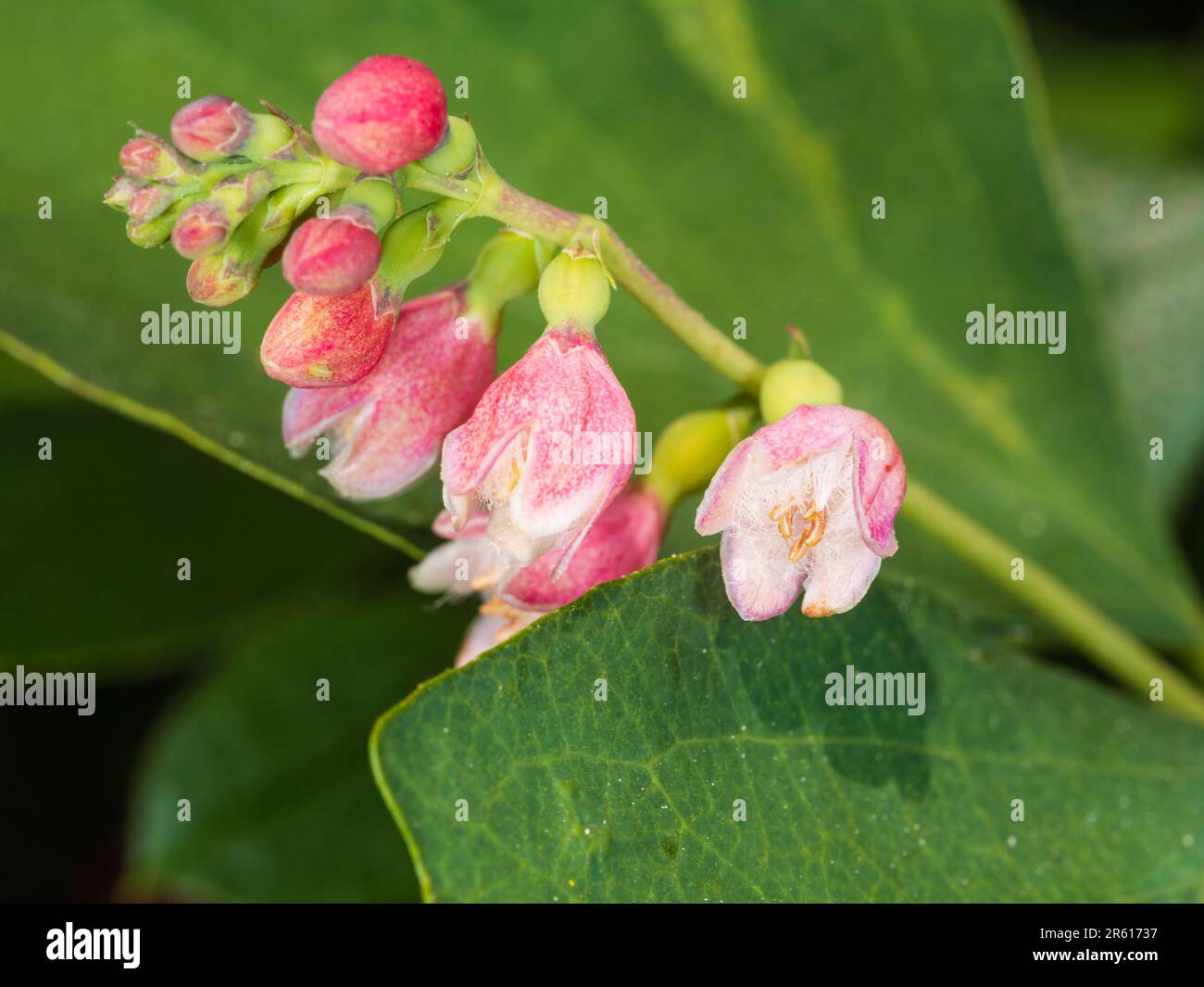 Fleurs roses et blanches du début de l'été de l'arbuste à feuilles caduques, Symphoricarpos albus Banque D'Images