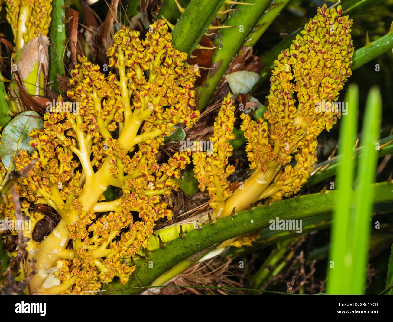 Têtes de fleurs ramifiées d'or et de rouge du palmier européen relativement robuste, Chaemerops humilis, semant les graines Banque D'Images