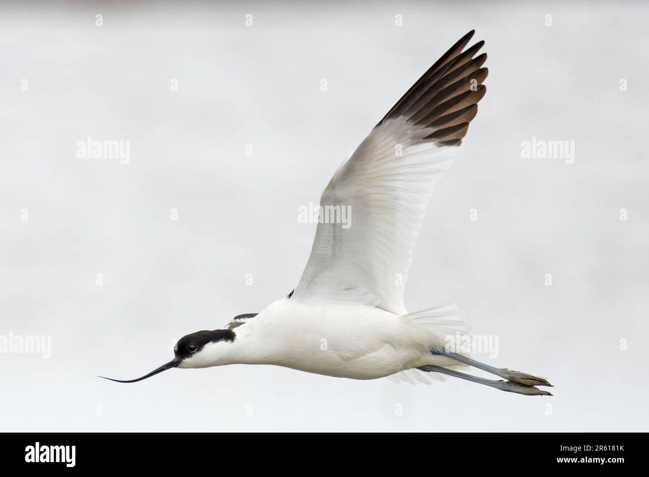 Avocet (Recurvirostra avosetta) CLEY Marshes Norfolk UK GB avril 2023 Banque D'Images