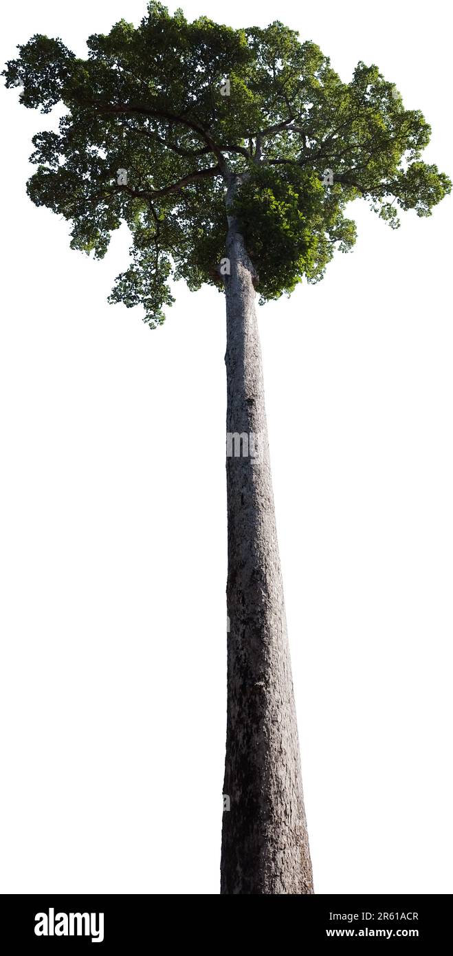 Arbre idéal avec un grand tronc fin dépourvu de branches et un haut dense, isolé. Banque D'Images