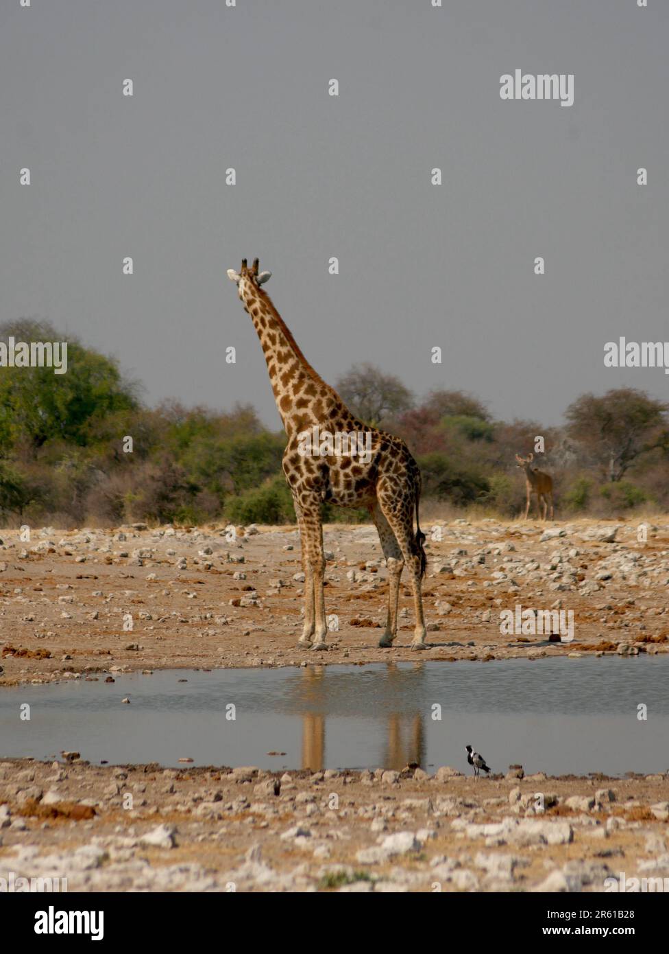 Girafe devant un trou d'eau Banque D'Images