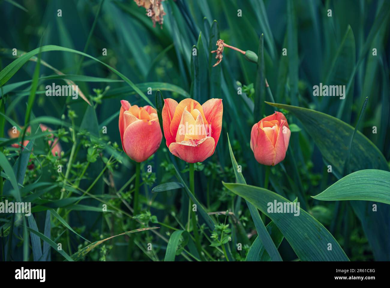 Un gros plan de tulipes de jardin rose vif entouré de feuillage vert. Banque D'Images Un gros plan de tulipes de jardin rose vif entouré de feuillage vert. Banque D'Images