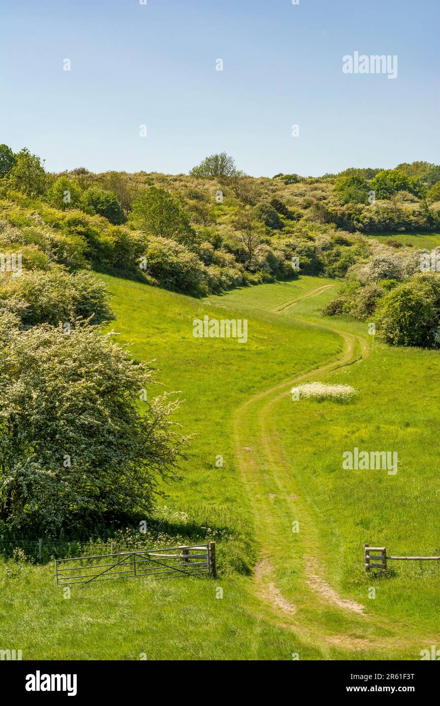 Piste agricole dans 'No Mans Land' vue du Monarch's Way entre Findon et Steyning Bowl - Parc national de South Downs, West Sussex, Royaume-Uni. Banque D'Images