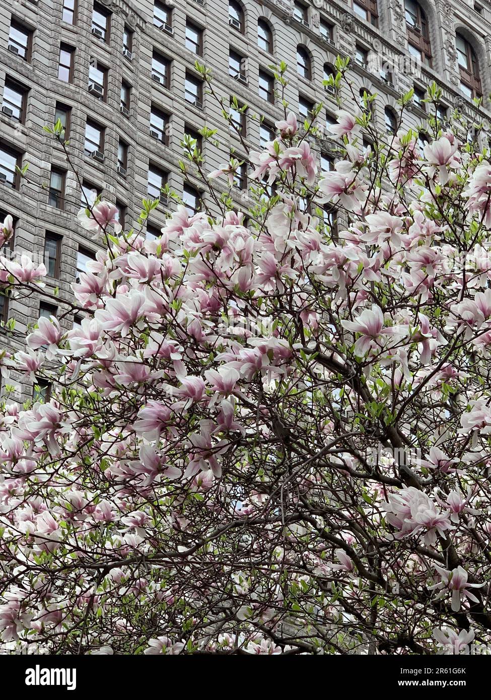 Un magnolia se blottise devant le bâtiment historique Flatiron de New York Banque D'Images