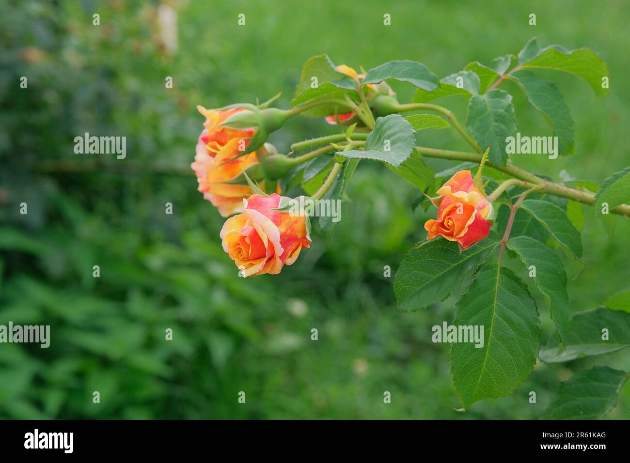 Fleurs de rose aromatiques sur le Bush dans le jardin de fleurs. Roses fond dans le jardin de fleurs. Arrière-plan romantique. Banque D'Images