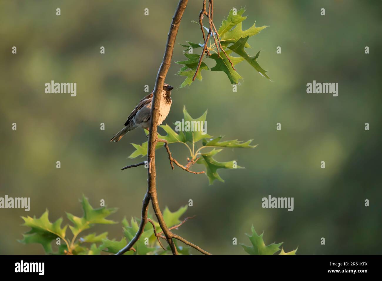 Un moineau de maison mâle, Passer domesticus, se cache derrière une branche de chêne dans une cour de l'Iowa au printemps. Banque D'Images