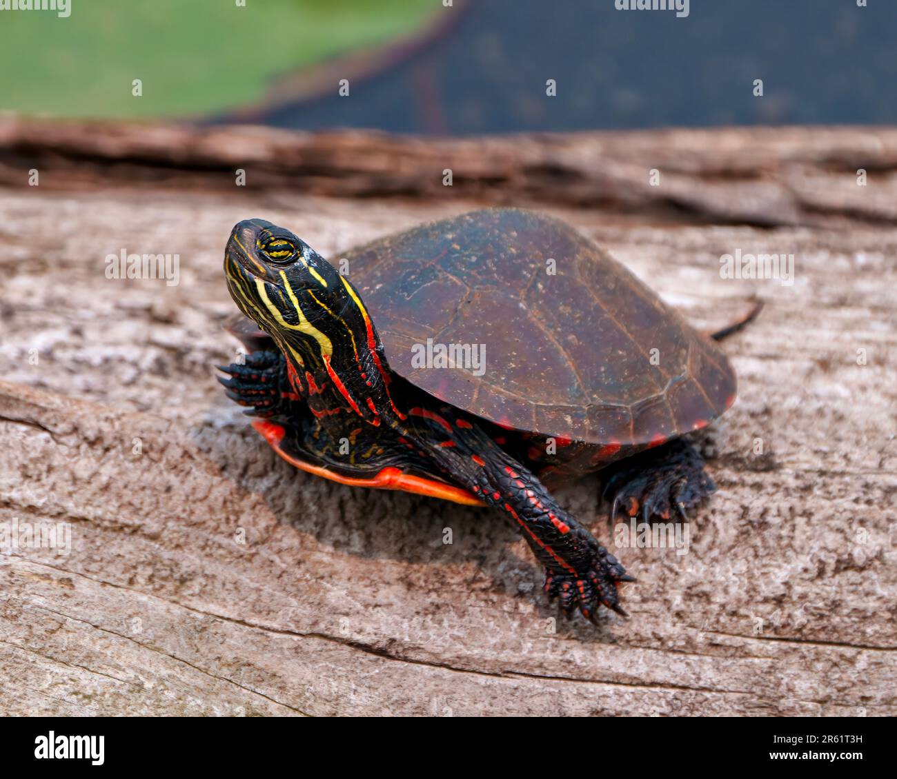 Tortue peinte reposant sur une bûche dans l'étang avec une nappe d'eau de nénuphars et affichant sa carapace de tortue, sa tête, ses pattes dans son environnement et son habitat environnant Banque D'Images
