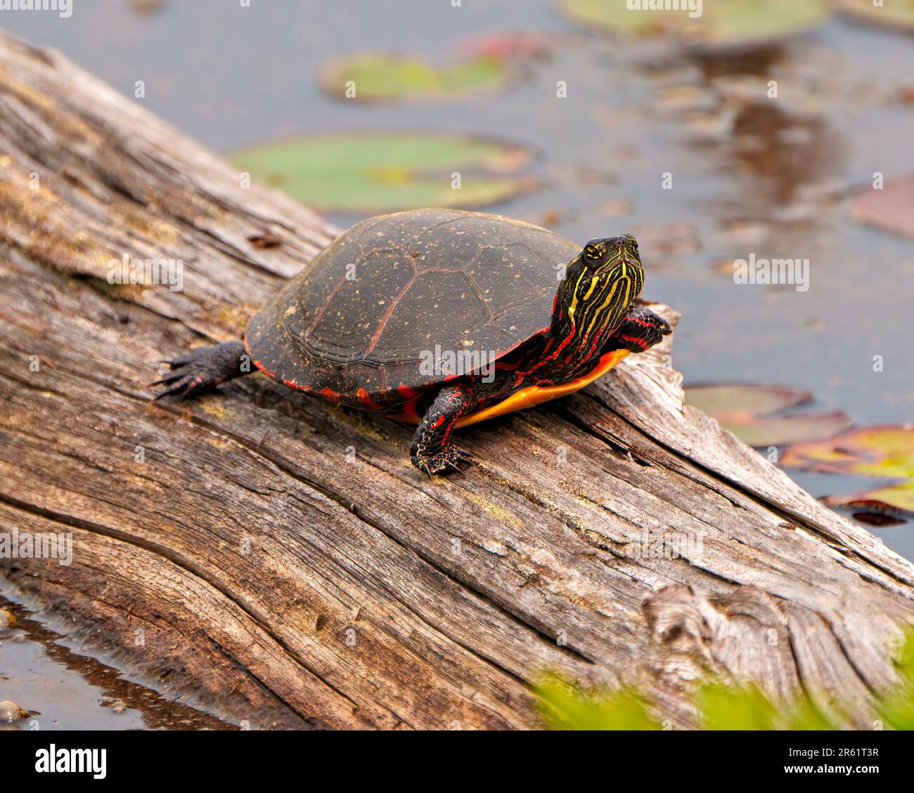 Tortue peinte reposant sur une bûche dans l'étang avec une nappe d'eau de nénuphars et affichant sa carapace, sa tête, ses pattes dans son environnement et son habitat. Banque D'Images