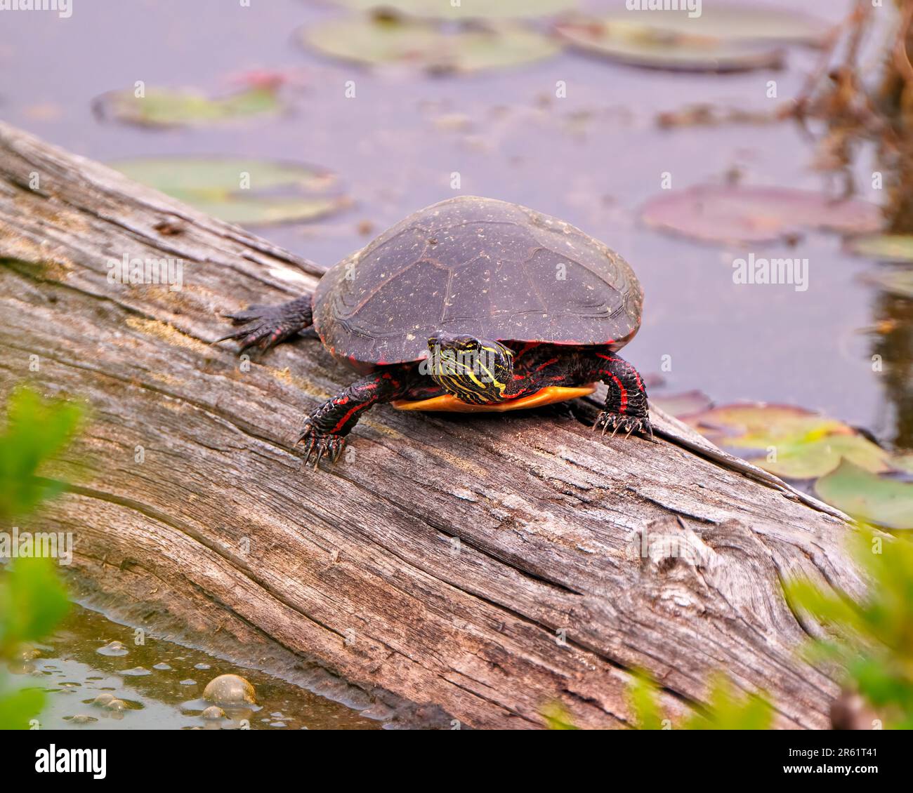 Tortue peinte reposant sur une bûche dans l'étang avec une nappe d'eau de nénuphars et affichant sa carapace, sa tête, ses pattes dans son environnement et son habitat. Banque D'Images