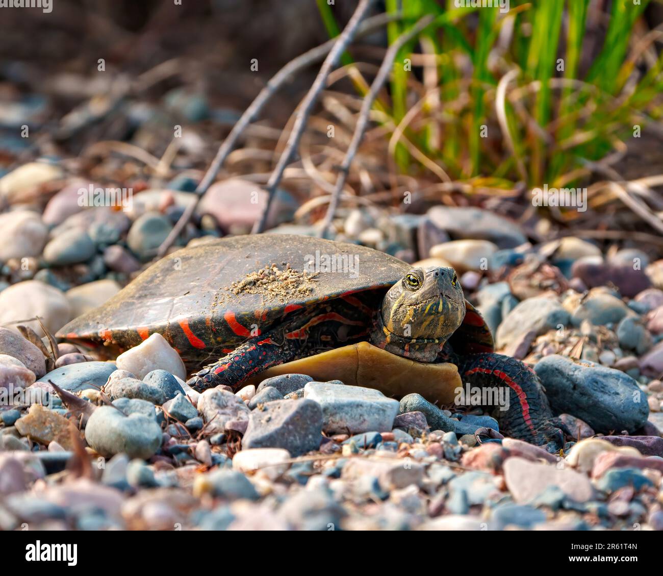 Tortue peinte reposant sur du gravier et affichant sa carapace, sa tête, ses pattes dans son environnement et son habitat environnant. Image de tortue. Banque D'Images