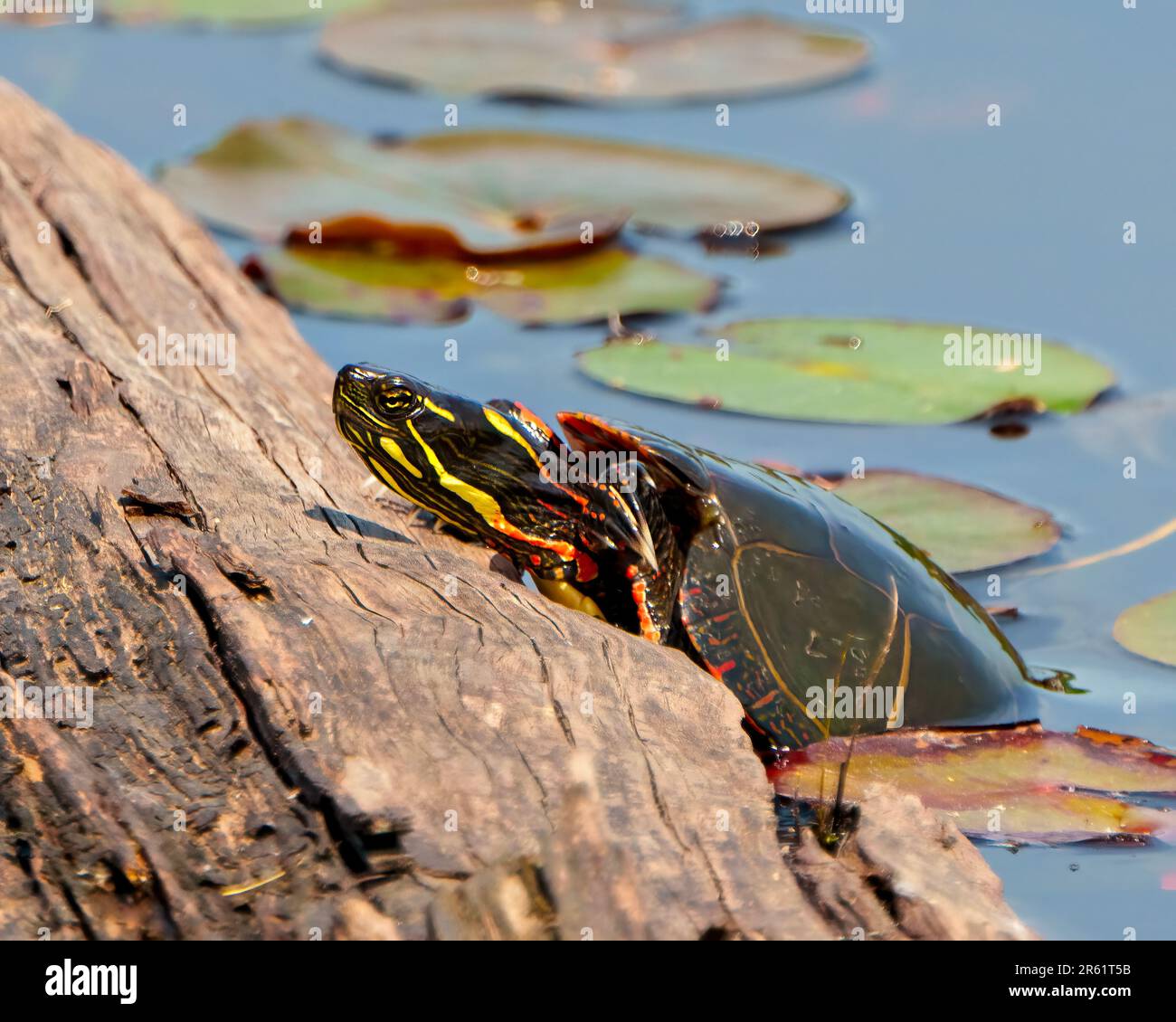 Tortue peinte grimpant sur une bûche dans l'étang avec des nénuphars et affichant sa carapace de tortue, sa tête, ses pattes dans son environnement et son habitat. Banque D'Images